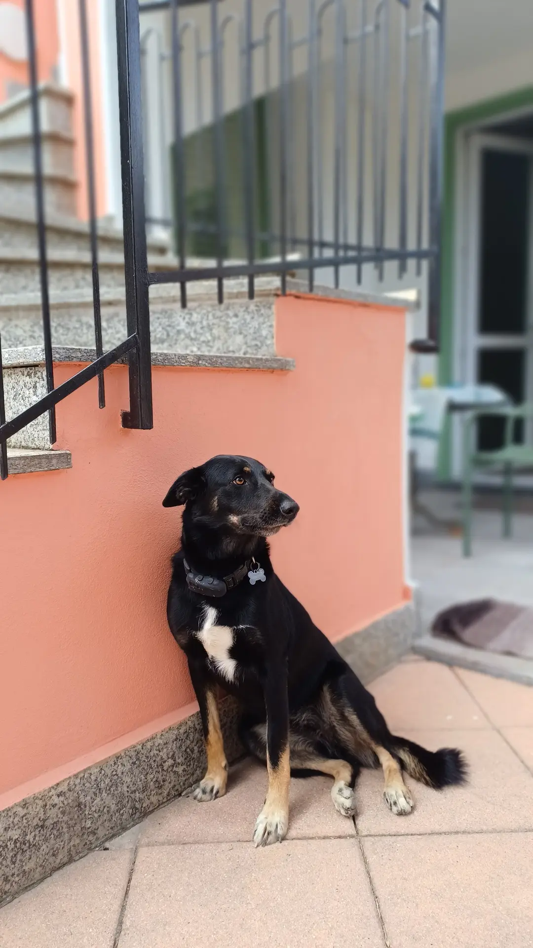 Emy, una cagnolina nera focata con una macchia bianca sul petto, seduta contro il muro rosa sotto la scala di granito