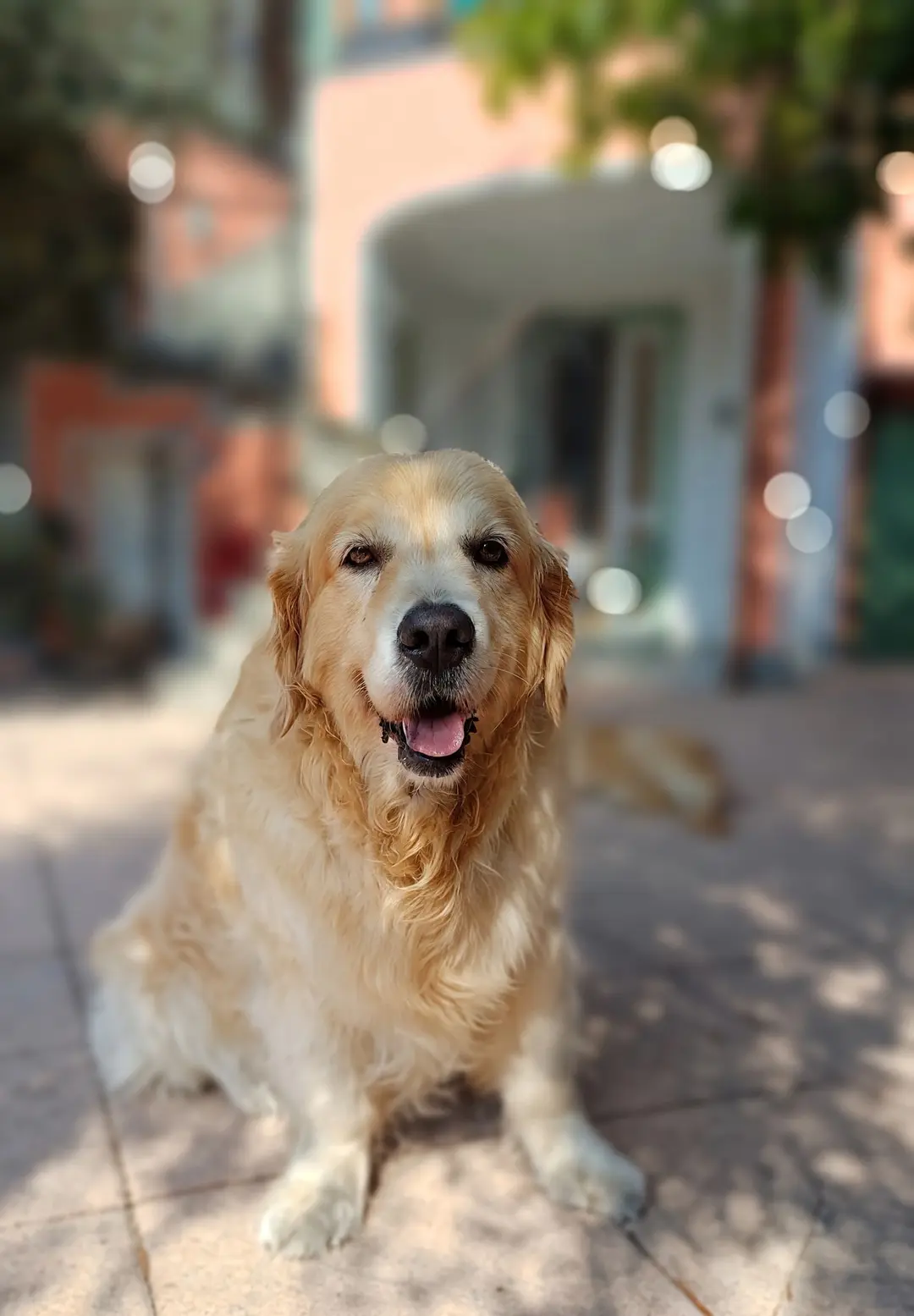 Remí, un golden retriever ospite di Casa Aroma, seduto nel cortile con la lingua di fuori