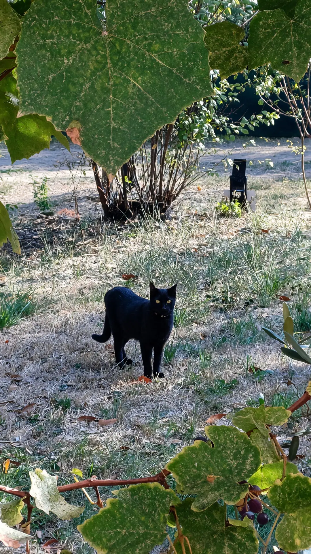 Yuki, un gatto nero, in piedi sul prato del giardino, incorniciato dalle foglie della vite