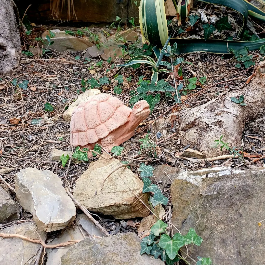Zelica, una tartaruga di terracotta tra l’edera e i sassi del giardino
